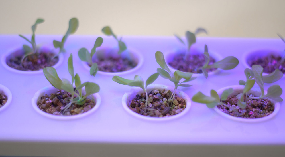 growchef-04.jpg