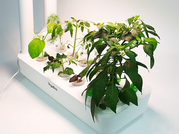 Кухонная садовая ферма Vegebox K-Box