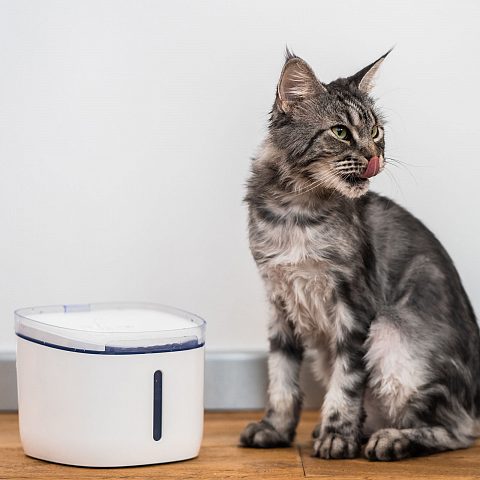 Умная поилка-фонтан c Wi-Fi для кошек и собак Petoneer Fresco Mini Plus