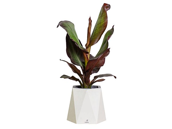 Кашпо myPot
